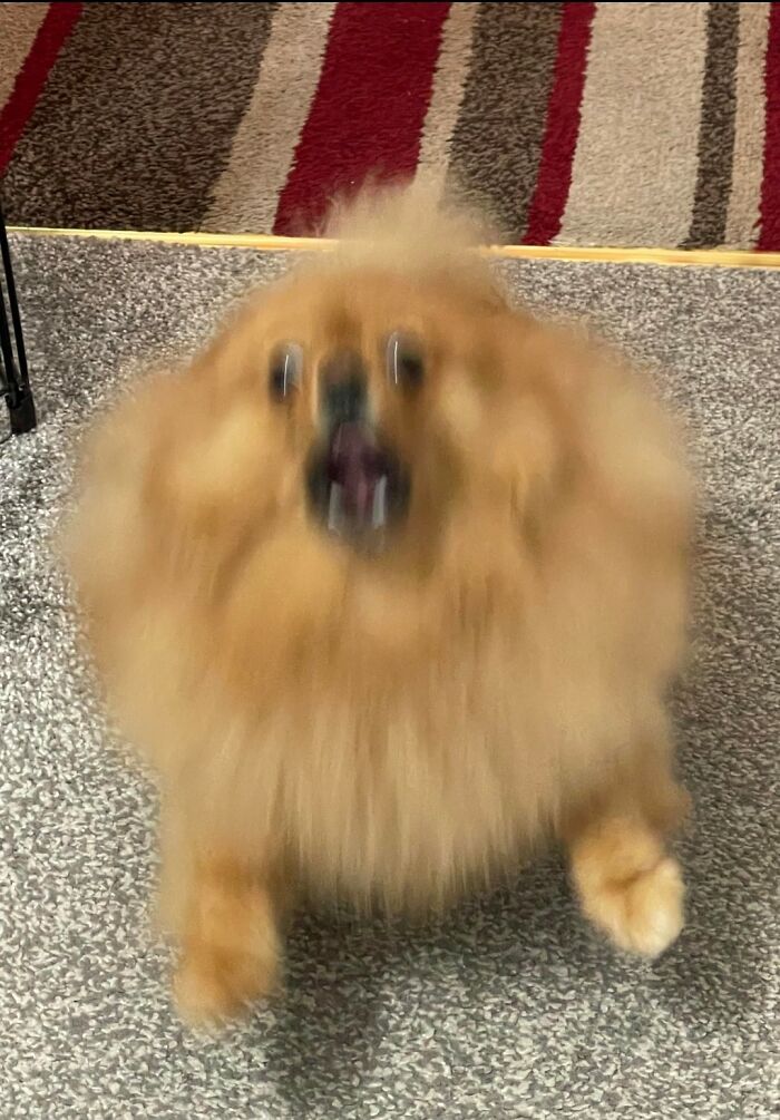 Animals With Powerful Auras