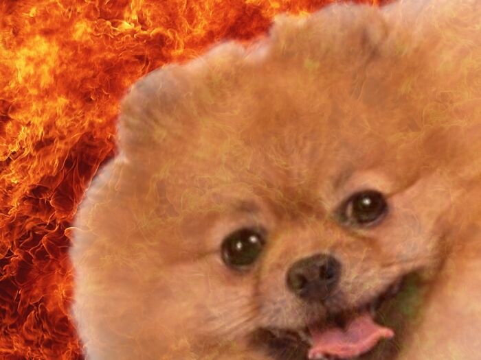 Animals With Powerful Auras