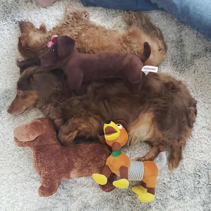 Animals With Powerful Auras