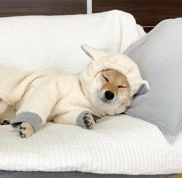 Animals With Powerful Auras