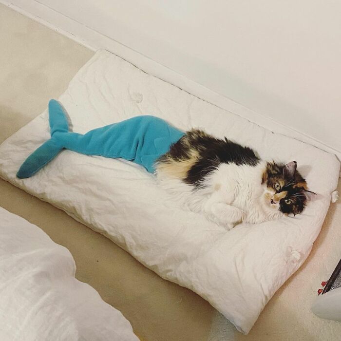 Meet Sally, The Mermaid Cat Who Is Paralyzed From The Waist Down And Shows How Incredible The Bond With A Special Needs Pet Can Be