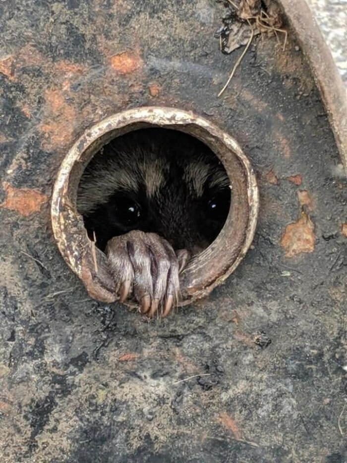 Animals With Powerful Auras