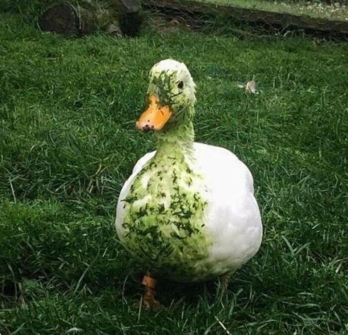 Animals With Powerful Auras