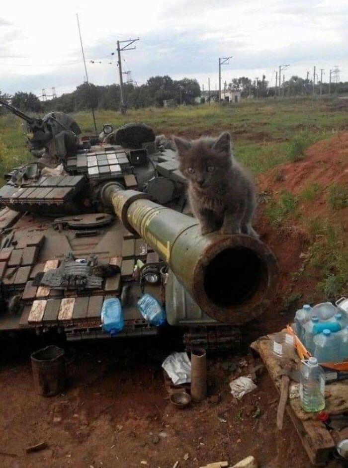 Animals With Powerful Auras