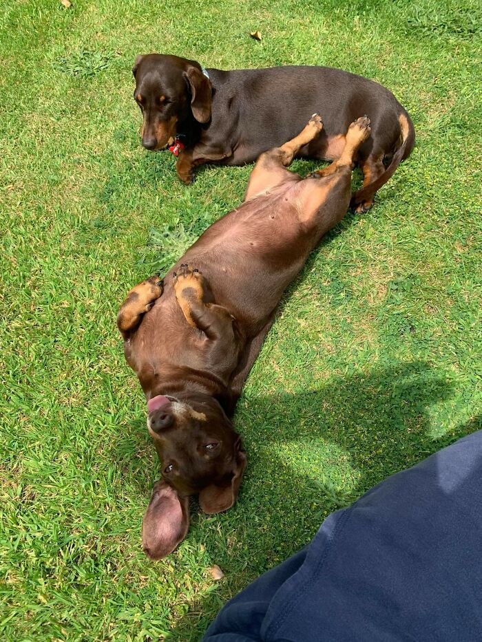 Animals With Powerful Auras