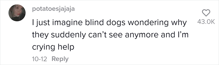 The Moment When A Blind Dog Realized She Was Going To The Dog Park Won People's Hearts On The Internet
