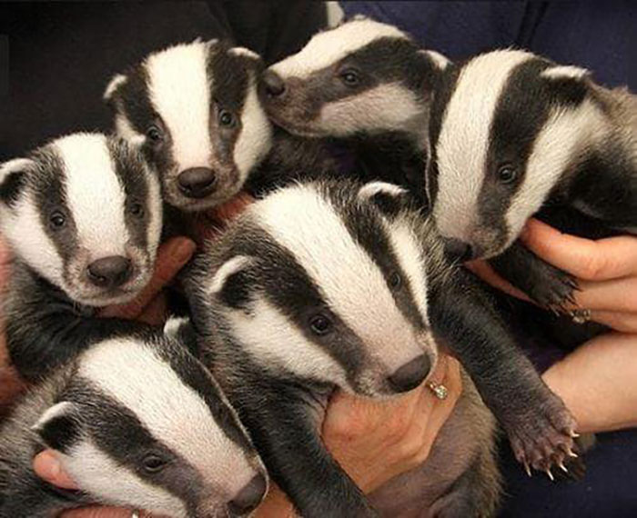 Animals With Powerful Auras