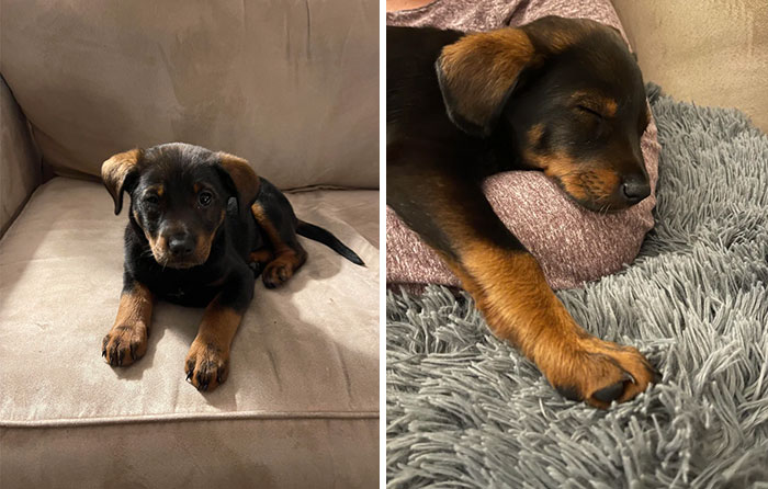 Girlfriend And I Just Adopted This Sweet Girl. We Have A List Of Names But Haven’t Decided Yet. I Had To Share How Cute She Is