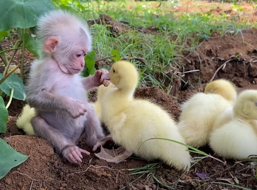 Meet Bibi, The Little Baby Monkey Who Befriends Any Animal