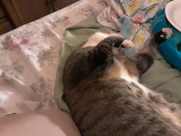 Ms. Chloe,sleeping Silly