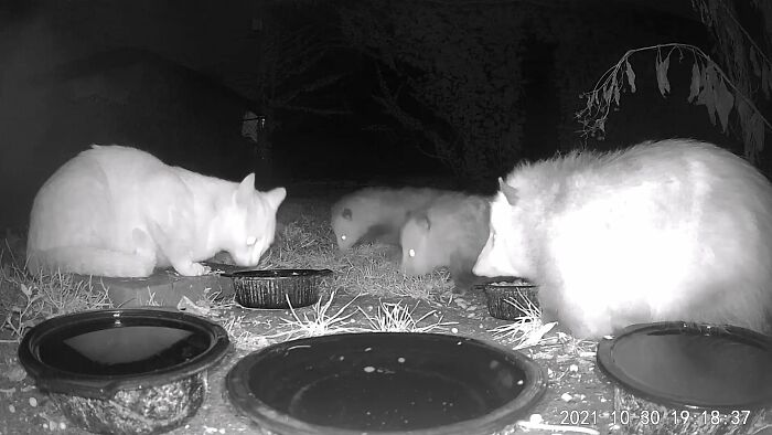 My Kitty Stealing Food At A Possum Convention :-O