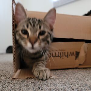 renjeichelberger avatar