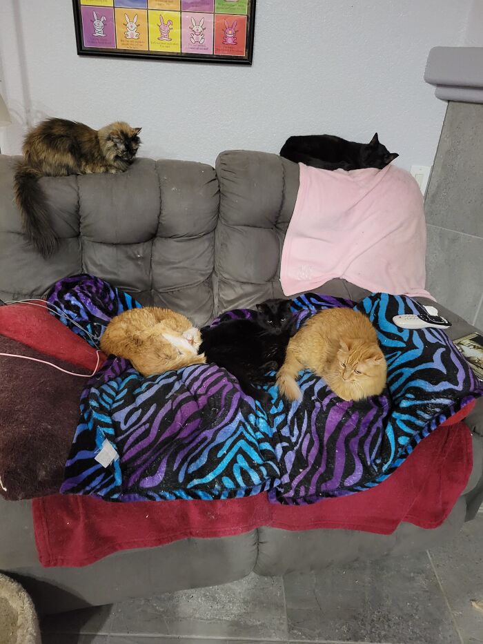 Sleepy Time W The Boys (And One Girl)