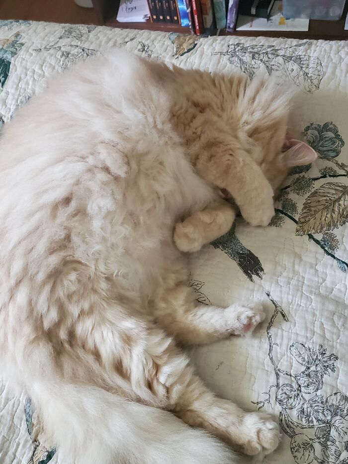 Paco! He Hid His Face As Soon As I Turned The Camera On