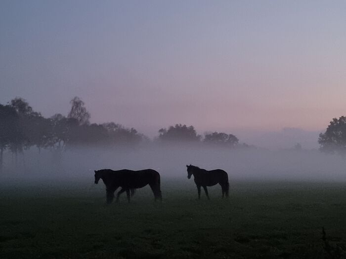 Fog Horses