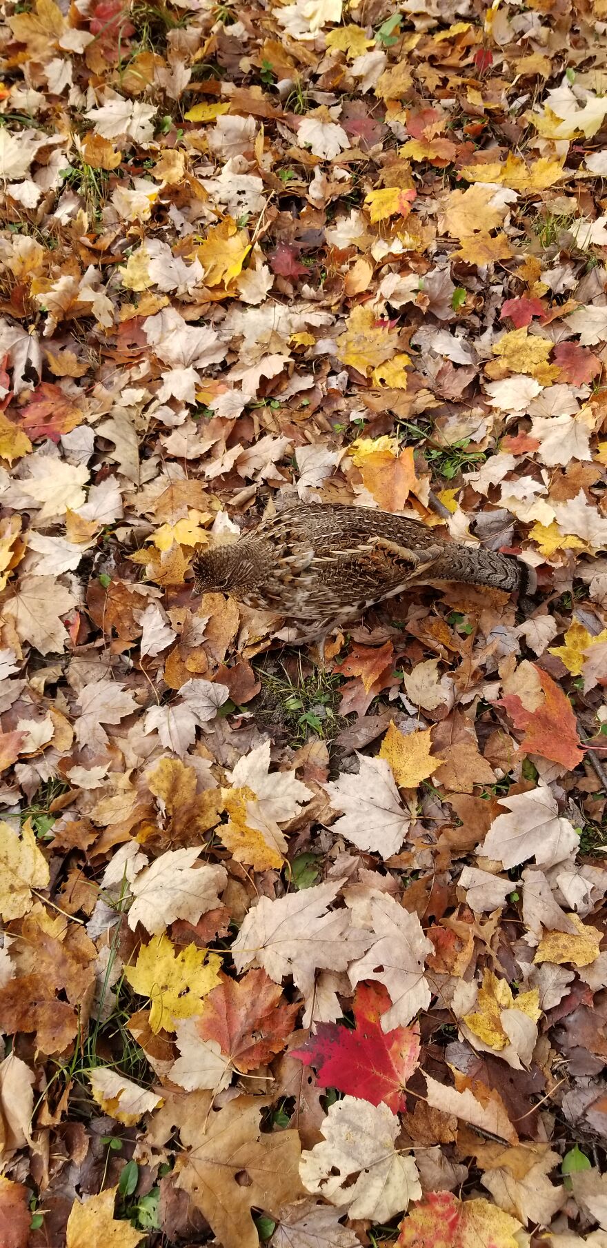 Friendly Ruffed Grouse