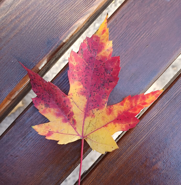Resting On A Park Bench