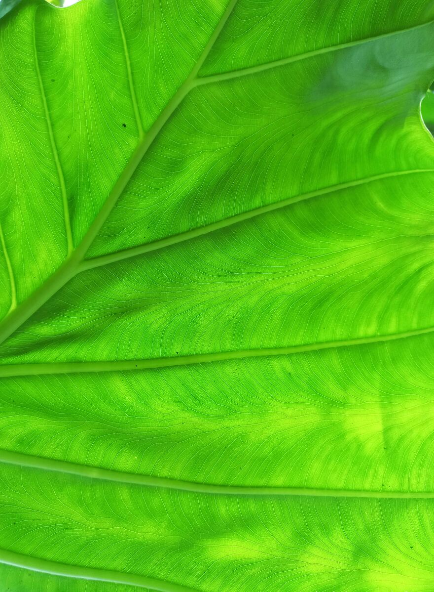Leaf
