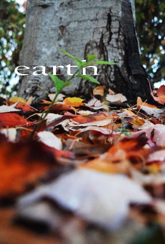 I Used This Picture For A Typography Project At School. A Little Plant Sprouting Through The Fallen Leaves