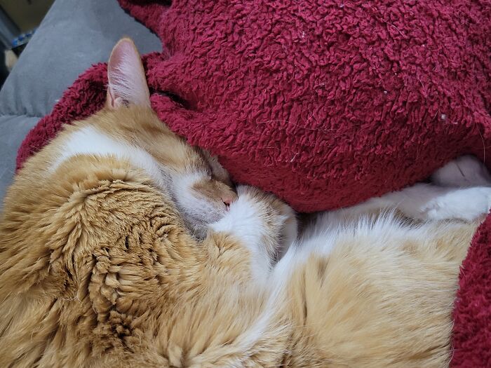 Sweet Soxie Sleeping