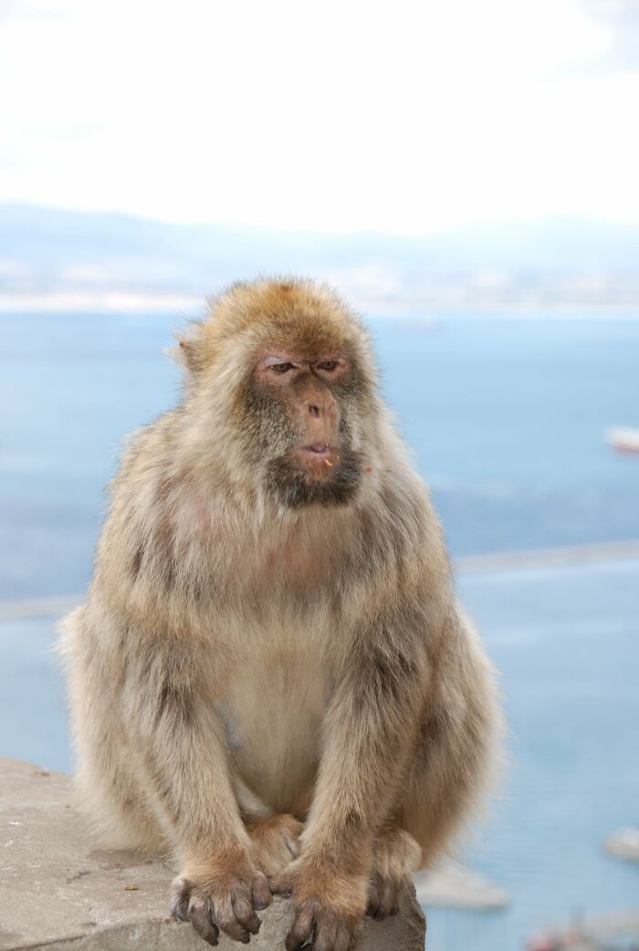 Animals With Powerful Auras