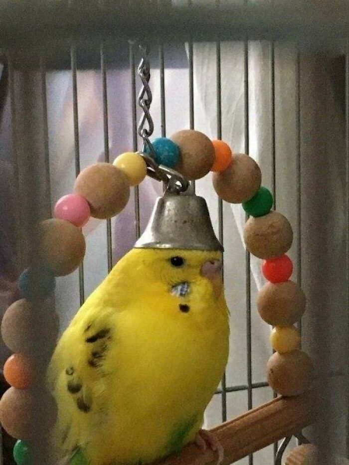 Animals With Powerful Auras