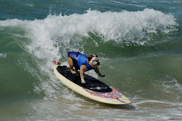 Animals With Powerful Auras