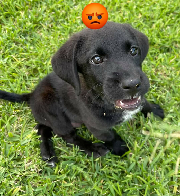 Animals With Powerful Auras