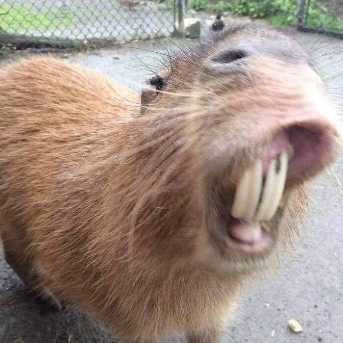 Animals With Powerful Auras