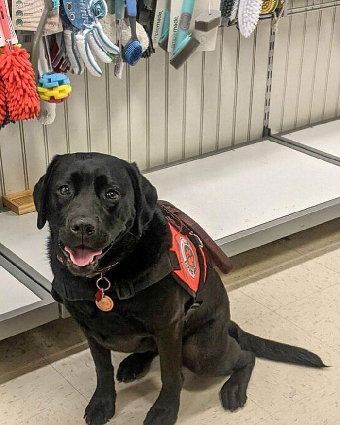 Labrador Named Lily Always Gets Her Deaf Sister When It’s Time For A Walk Labrador Named Lily Always Gets Her Deaf Sister When It’s Time For A Walk