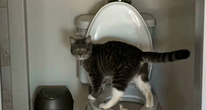 I Posted A Similar Picture Of Our Current Cat, Brad Yesterday. This Was Our Old Cat Bo… Brad And Bo Didn’t Know Each Other