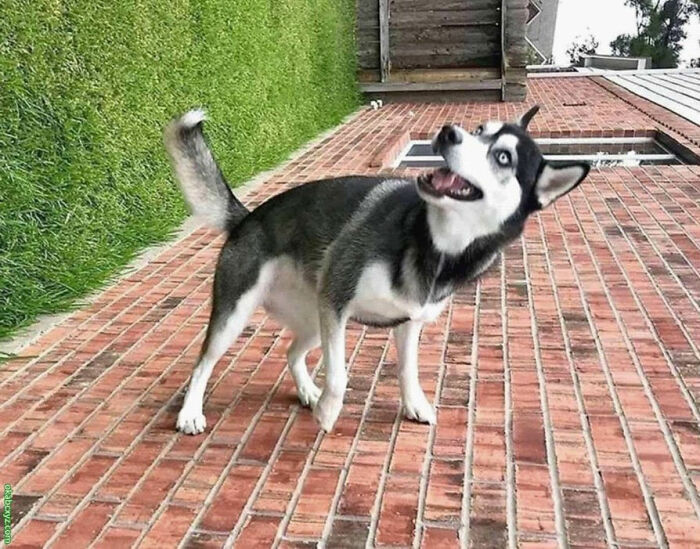 Animals With Powerful Auras