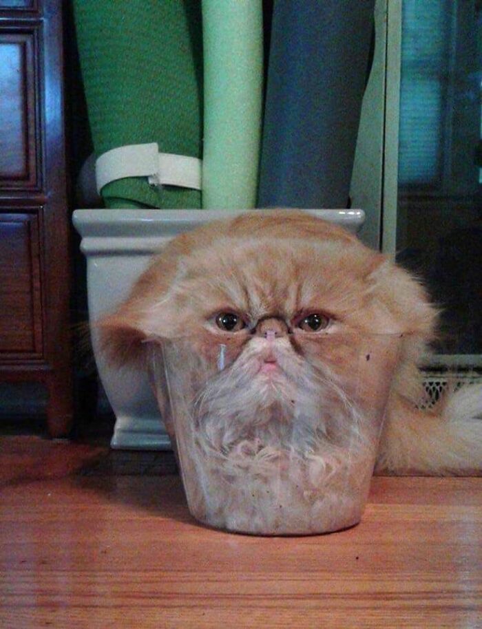 Animals With Powerful Auras