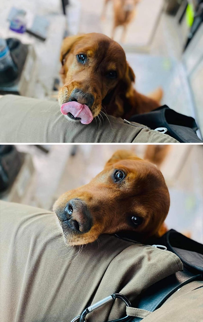 Golden retriever dog meeting UPS driver, resting head on driver’s leg during delivery route encounter.