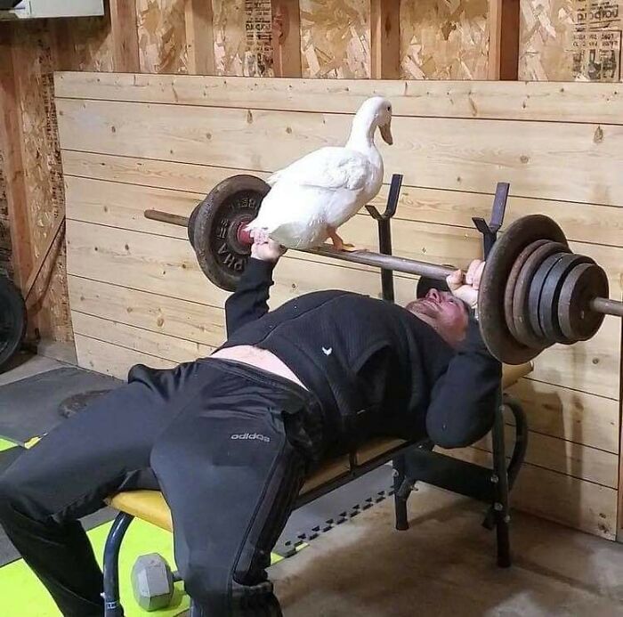 Animals With Powerful Auras