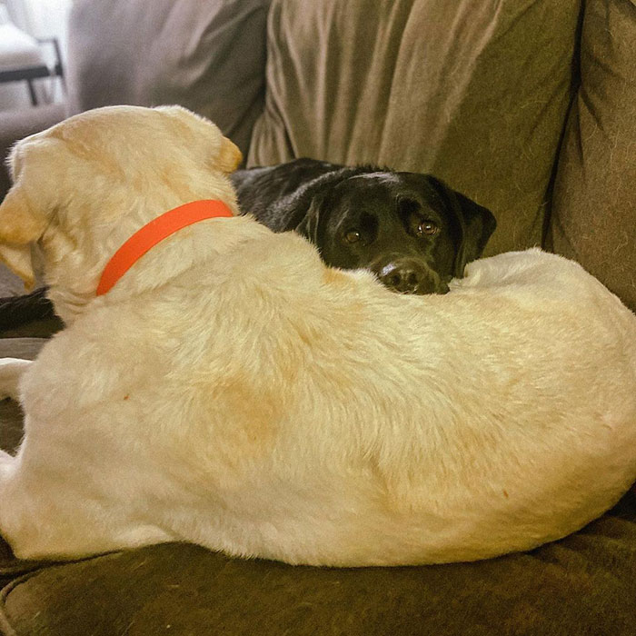 Labrador Named Lily Always Gets Her Deaf Sister When It’s Time For A Walk Labrador Named Lily Always Gets Her Deaf Sister When It’s Time For A Walk