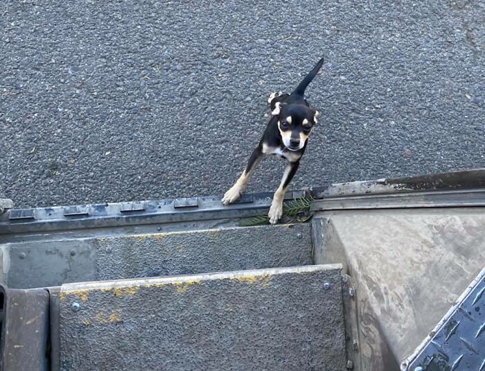 Small dog looking up at UPS driver’s delivery truck, highlighting dogs UPS drivers meet on their routes.