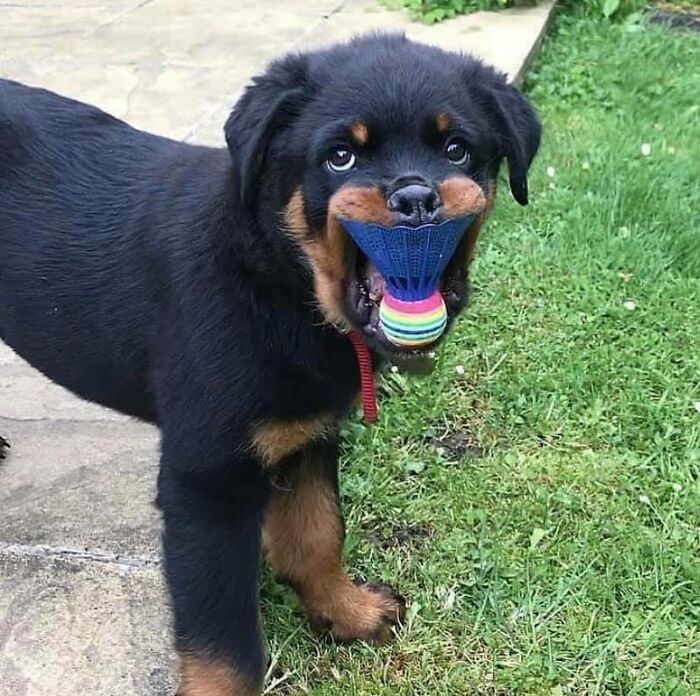 Animals With Powerful Auras