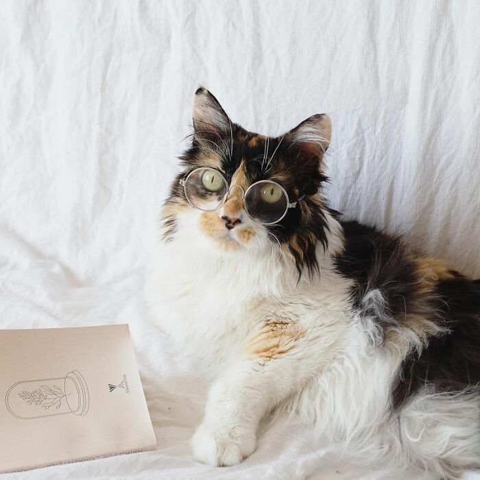 Meet Sally, The Mermaid Cat Who Is Paralyzed From The Waist Down And Shows How Incredible The Bond With A Special Needs Pet Can Be