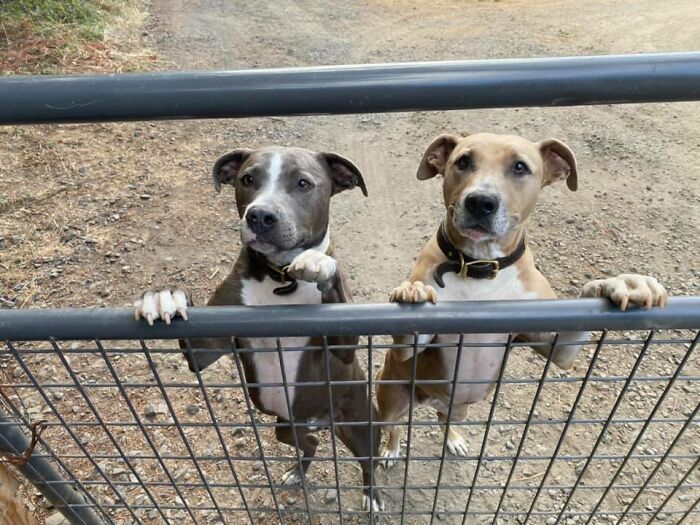 Two dogs standing on hind legs behind a metal gate, featured in UPS drivers Facebook group about dogs on routes.