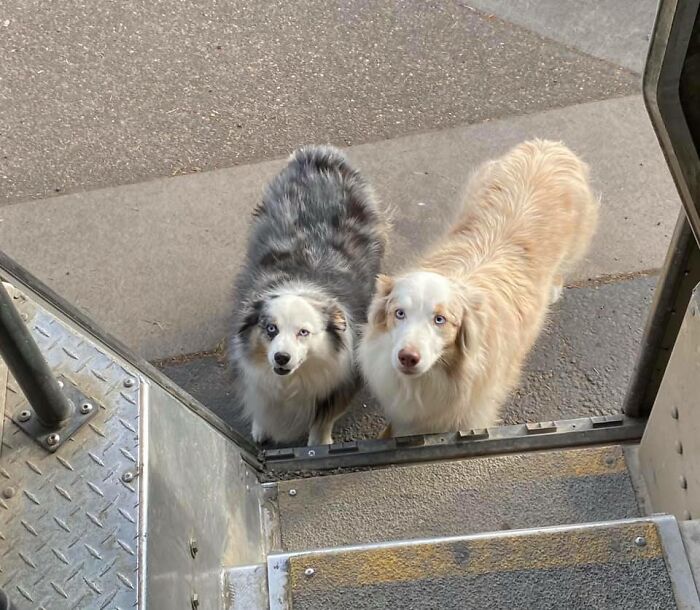 Two friendly dogs waiting outside a UPS delivery truck, part of a UPS drivers’ Facebook group about dogs on routes.