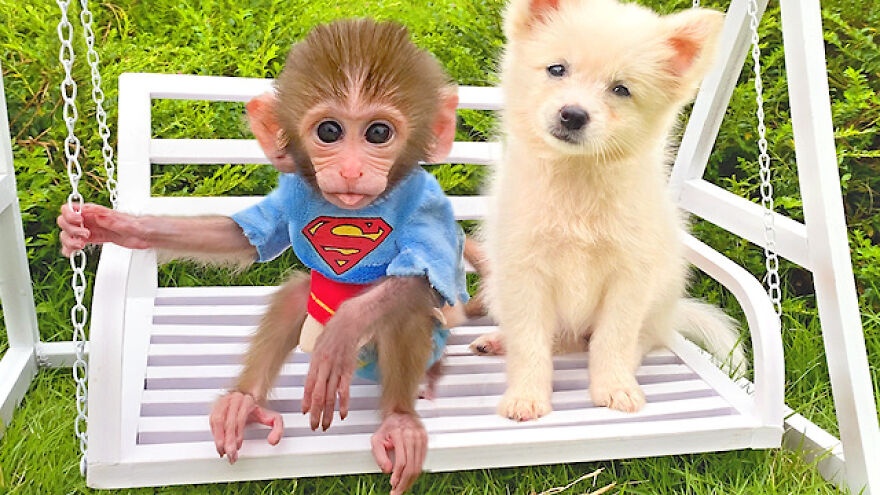 Meet Bibi, The Little Baby Monkey Who Befriends Any Animal