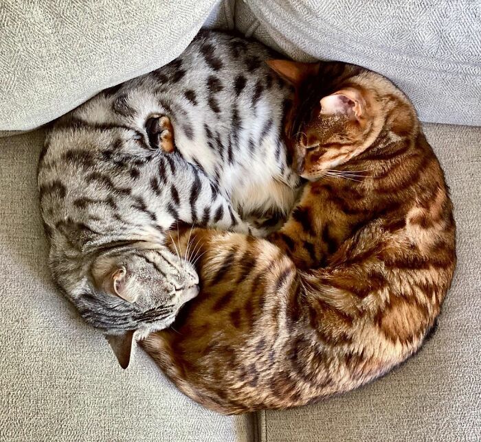 This Cat Is Not Only Keeping Her Owner Company, But Also Gives Wholesome Advice To Others, And Her Fans Melt Over Her