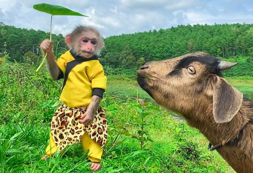 Meet Bibi, The Little Baby Monkey Who Befriends Any Animal