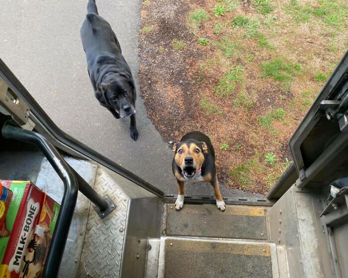 Two friendly dogs waiting by a UPS truck door, captured by a UPS driver sharing dog encounters on a Facebook group.