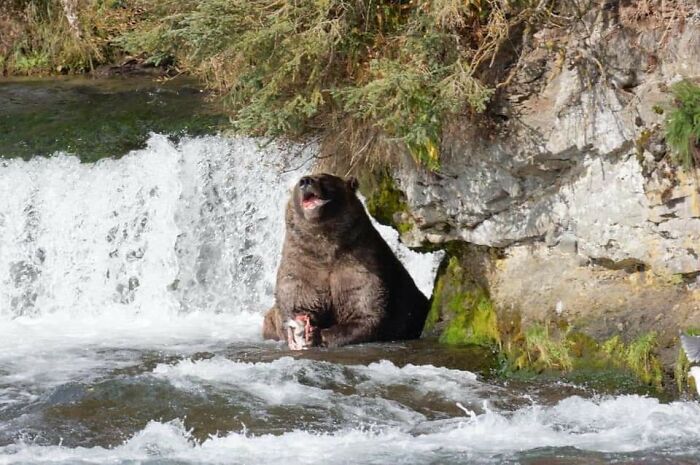 Animals With Powerful Auras