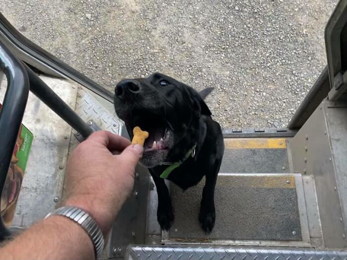 UPS driver feeding a dog treat during delivery, showcasing dogs they meet on their daily routes.