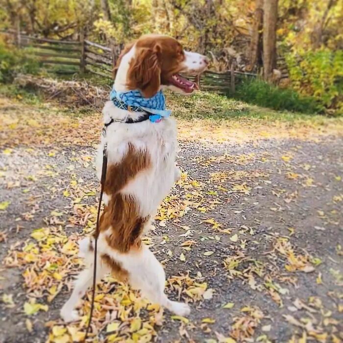 Three-Legged Dog Goes Viral On TikTok For Walking Upright Like A Human