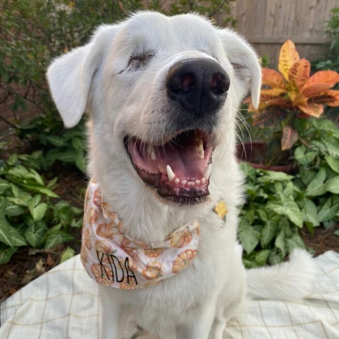 The Moment When A Blind Dog Realized She Was Going To The Dog Park Won People's Hearts On The Internet