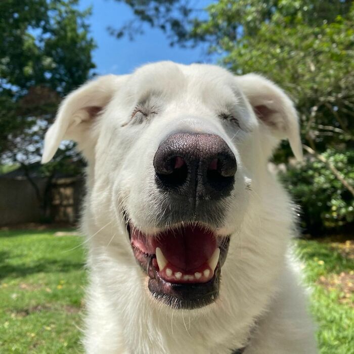 The Moment When A Blind Dog Realized She Was Going To The Dog Park Won People's Hearts On The Internet